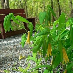 Merrybell Seeds (Uvularia grandiflora)