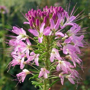plant cleome seeds Rocky Mountain Bee Plant Seeds (Cleome Serrulata)