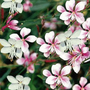 gaura flower seeds Gaura - Beeblossom Seeds (Gaura Longiflora)