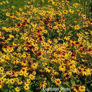 Daisy Gloriosa Seeds (Rudbeckia gloriosa)