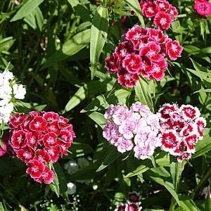 Sweet William Seeds (Dianthus barbatus)