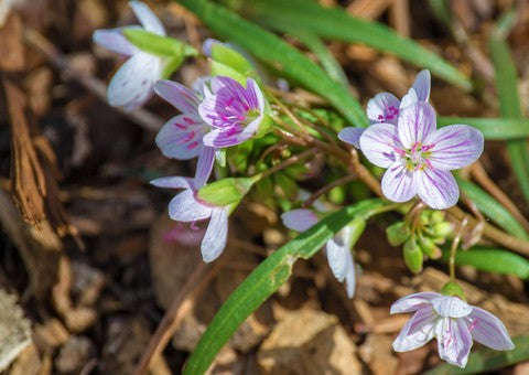 Spring Beauty Seeds (Claytonia virginica)