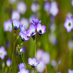 Bird's Eyes Seeds (Gilia tricolor)