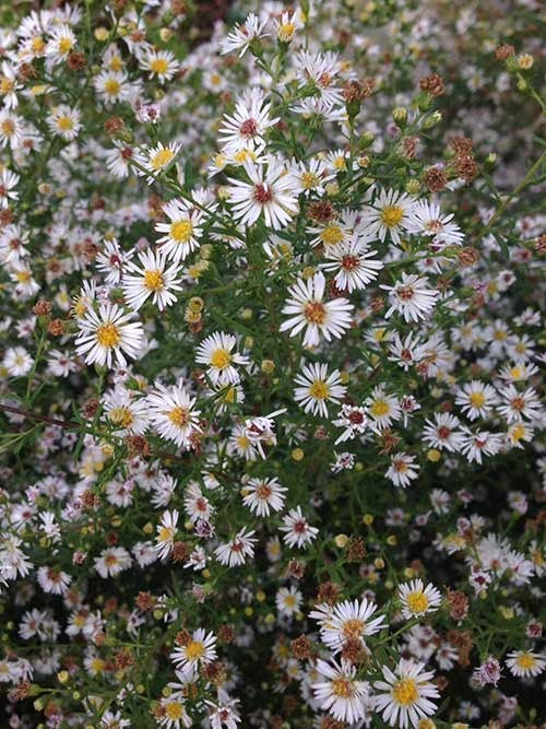 Aster Calico Seeds (Aster lateriflorus)