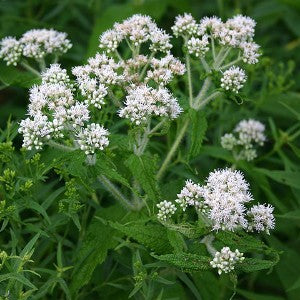 Boneset Seeds (Eupatorium perfoliatum)