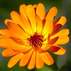 Calendula Seeds (Calendula officinalis)