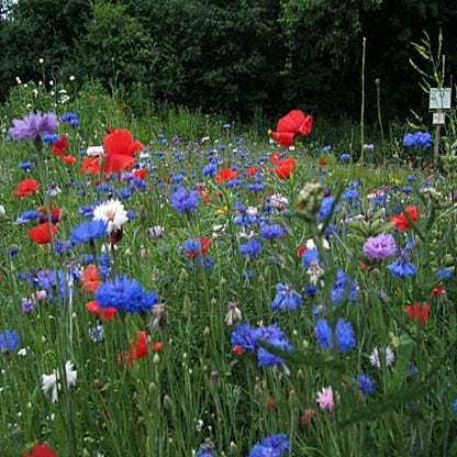 Annual Low Grow Wildflower Seed Mix