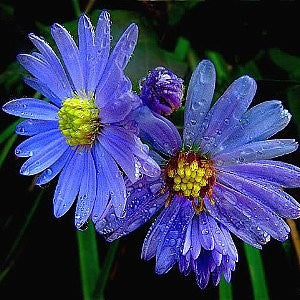 Aster Sky Blue Seeds (Aster azureus)