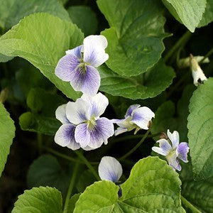 Common Blue Violet - Bicolor Seeds (Viola sororia f. priceana)