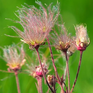 planting prairie smoke seeds Prairie Smoke Seeds (Geum Triflorum)