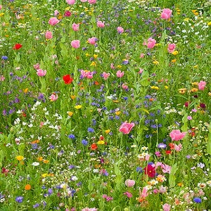 Dry Area Wildflower Seed Mix