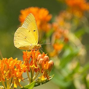 Butterfly Weed Seeds (Asclepias tuberosa)