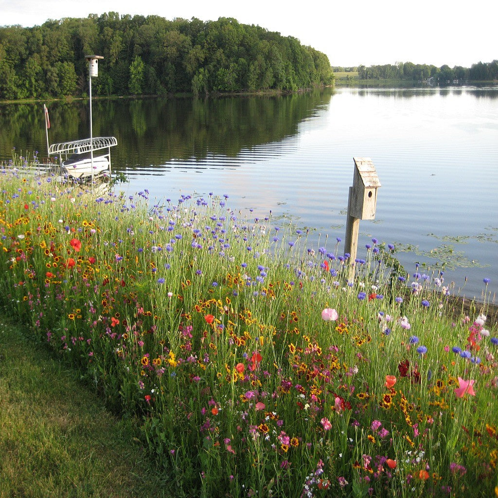 Dry Area Wildflower Seed Mix