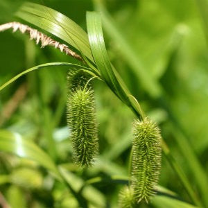 Cosmos Bristly Sedge Grass Seeds (Carex comosa)