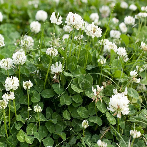 White Clover Legacy Seeds (Trifolium repans)