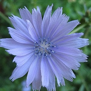 chicory flower seeds Chicory Seeds (Cichorium Intybus)