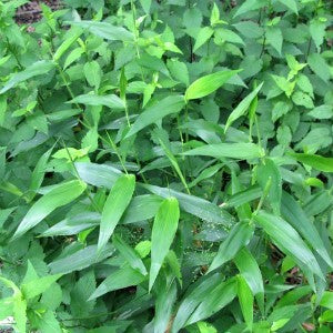 Deertongue Grass Seeds (Panicum clandestinum)