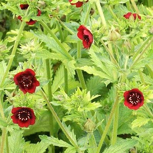 Scarlet Cinquefoil Seeds (Potentilla thurberi)