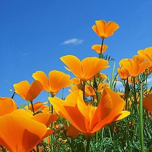 California Poppy Seeds (Eschscholzia californica)