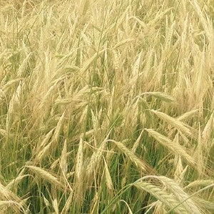 winter rye grass seed lowe's Winter Ryegrass Seeds (Secale Cereale)
