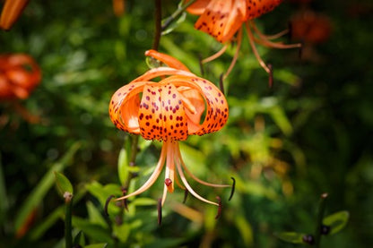 Turk's Cap Lily Seeds (Lilium superbum)