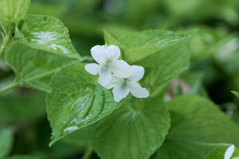 White Violet Seeds (Viola striata)