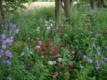 Strips and Borders Wildflower Seed Mix