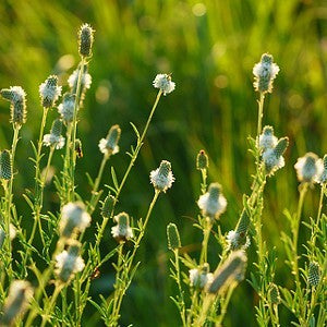 prairie plant seeds Clover White Prairie Seeds (Dalea Candida)