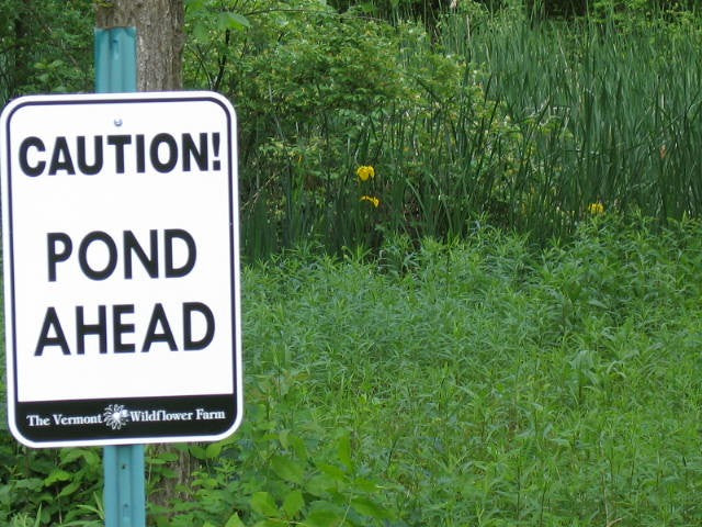 Native Moist Area Wildflower Seed Mix