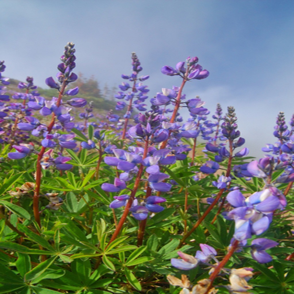 Pacific Northwest Wildflower Seed Mix