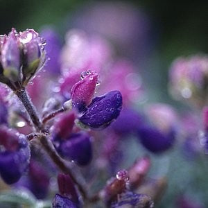 Lupine Arroyo Seeds (Lupinus succulentus)