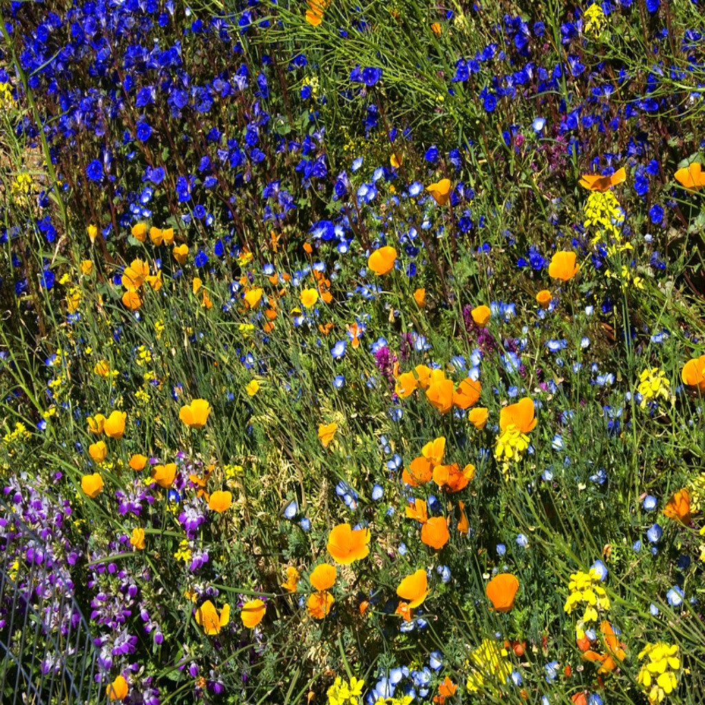 Southwest Wildflower Seed Mix