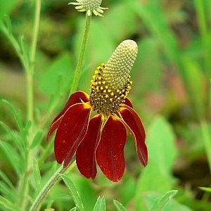 plant seeds hat Mexican Hat Seeds (Ratibida Columnaris)