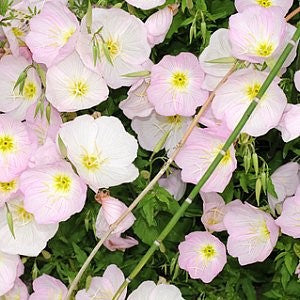 Showy Evening Primrose Seeds (Oenothera speciosa)