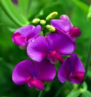 Sweet Pea Mix Seeds (Lathyrus odoratus)