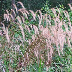 Silky Wildrye Grass Seeds (Elymus villosus)