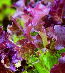 Lettuce - Red Salad Bowl Seeds