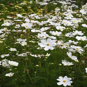 Cosmos White Purity Seeds (Cosmos bipinnatus)