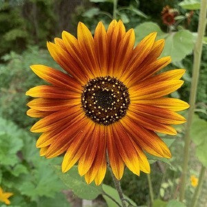 Sunflower Earthwalker Seeds (Helianthus annuus)