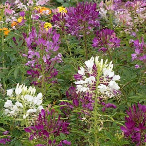 spider plant cleome gynandra Spider Plant Seeds (Cleome Hassleriana)