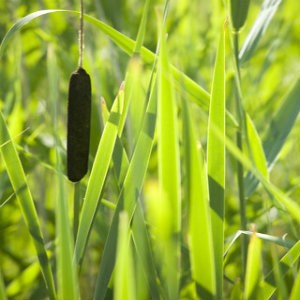Sweetflag Grass Seeds (Acorus americanus)
