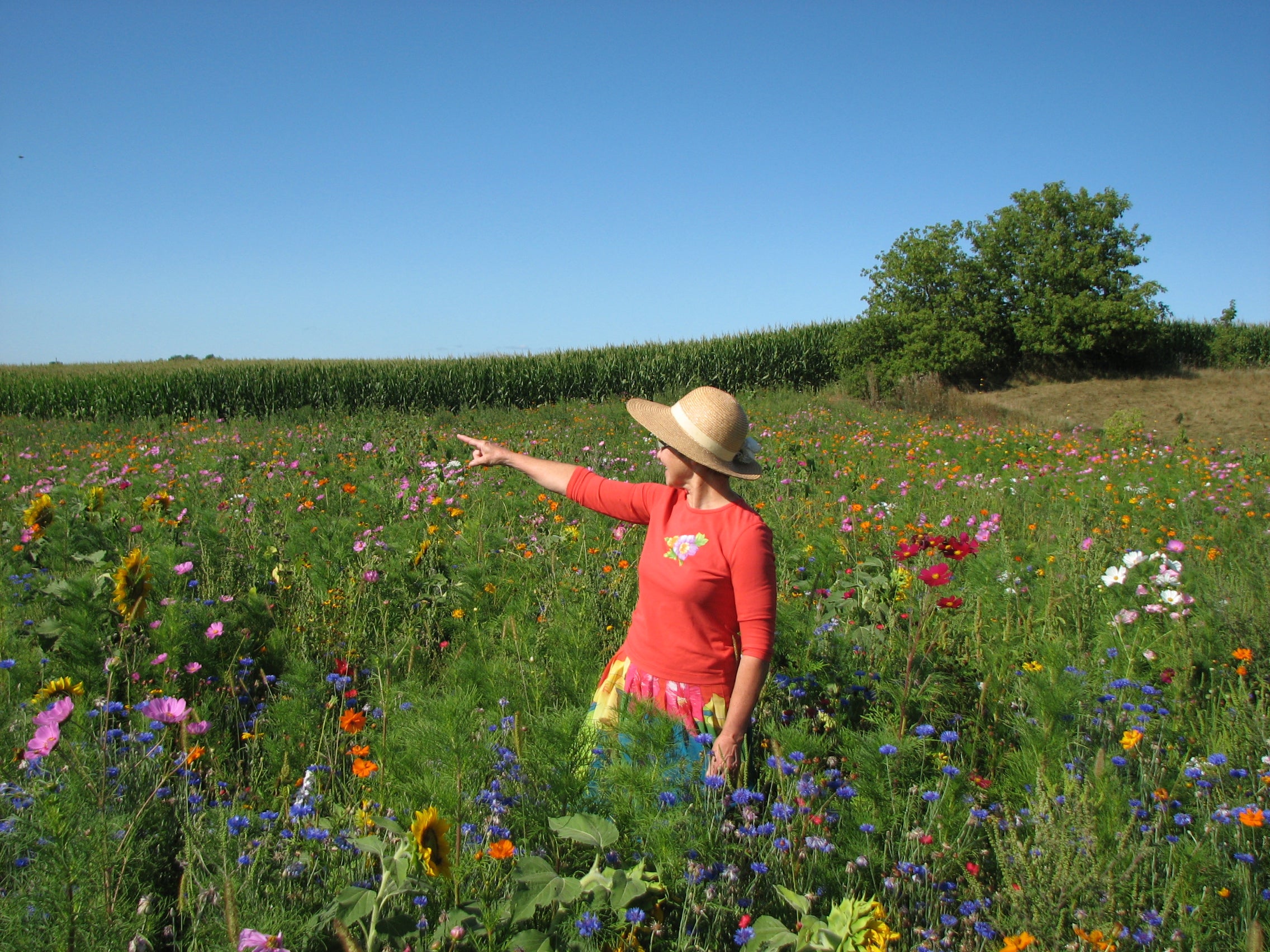 Wildflower Seed Mixes Midwest Region Vermont Wildflower Farm