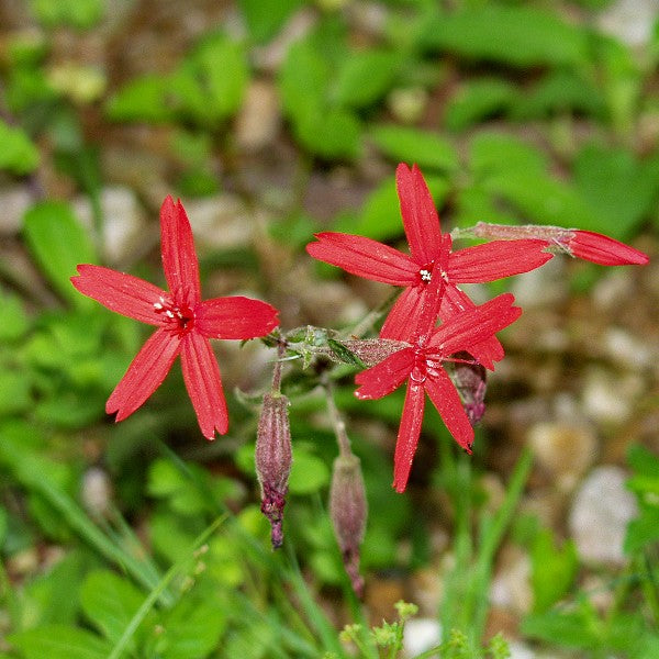 Fire Pink Seeds (Silene virginica)