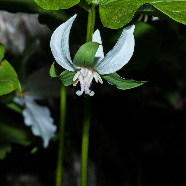 Nodding Trillium Seeds (Trillium cernuum)