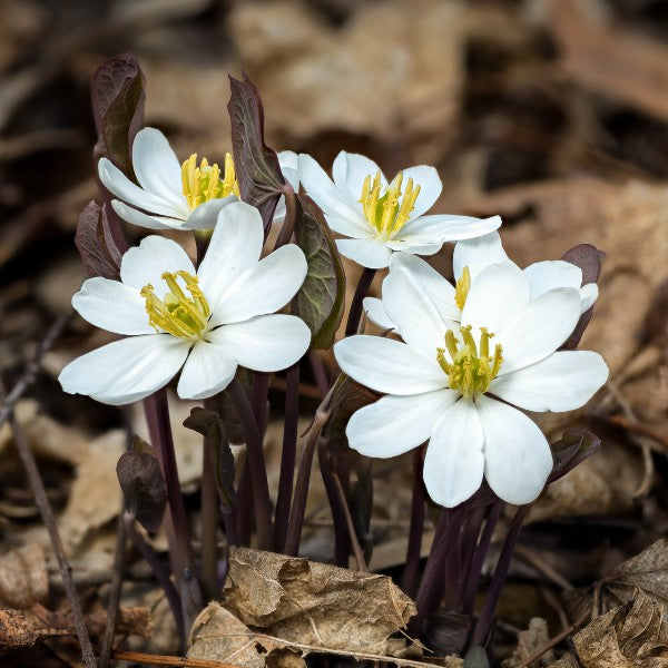 Twinleaf Seeds (Jeffersonia diphylla)