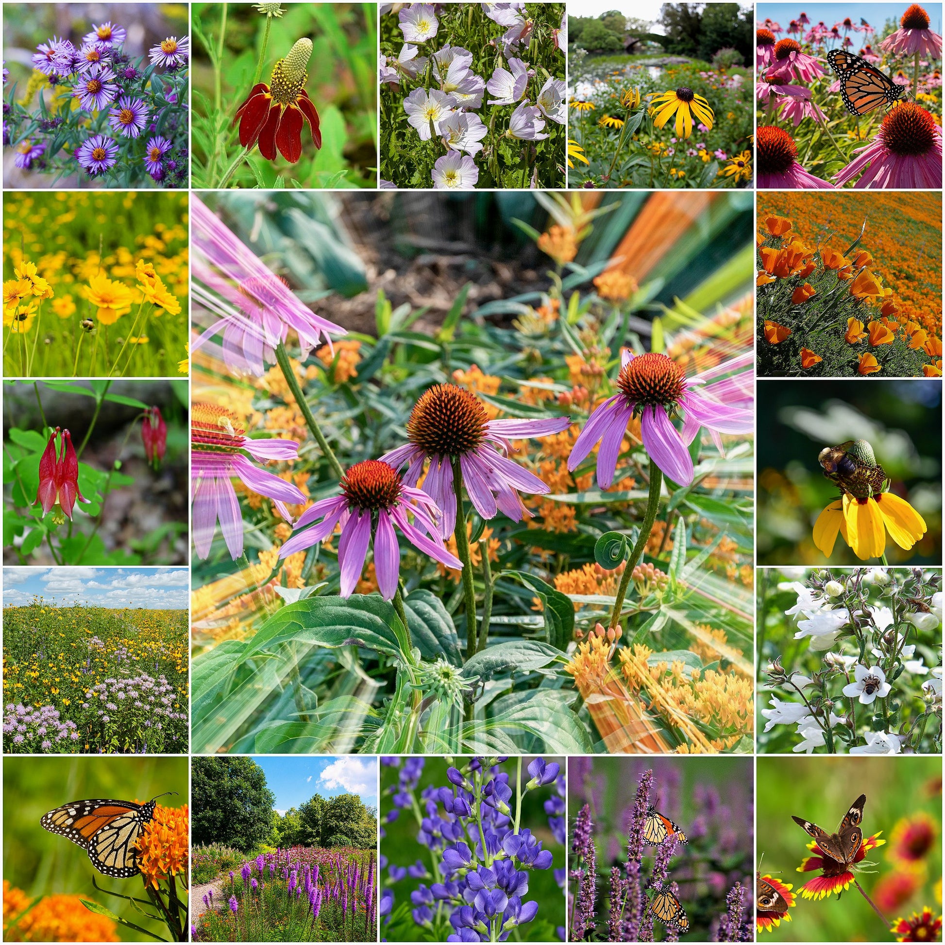 free wildflower seed packets Naturally Native Jumbo Seed Packet (Bogo)