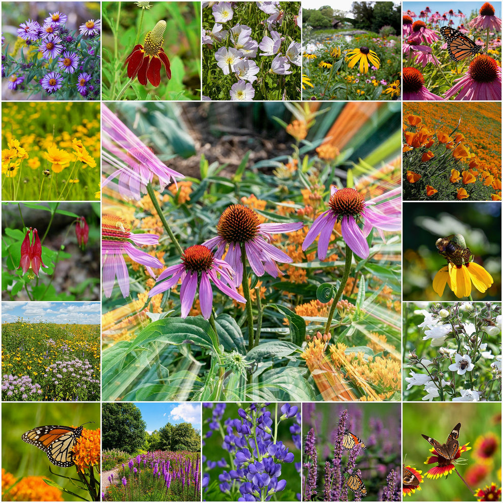 Naturally Native Jumbo Seed Packet (BOGO) – Vermont Wildflower Farm