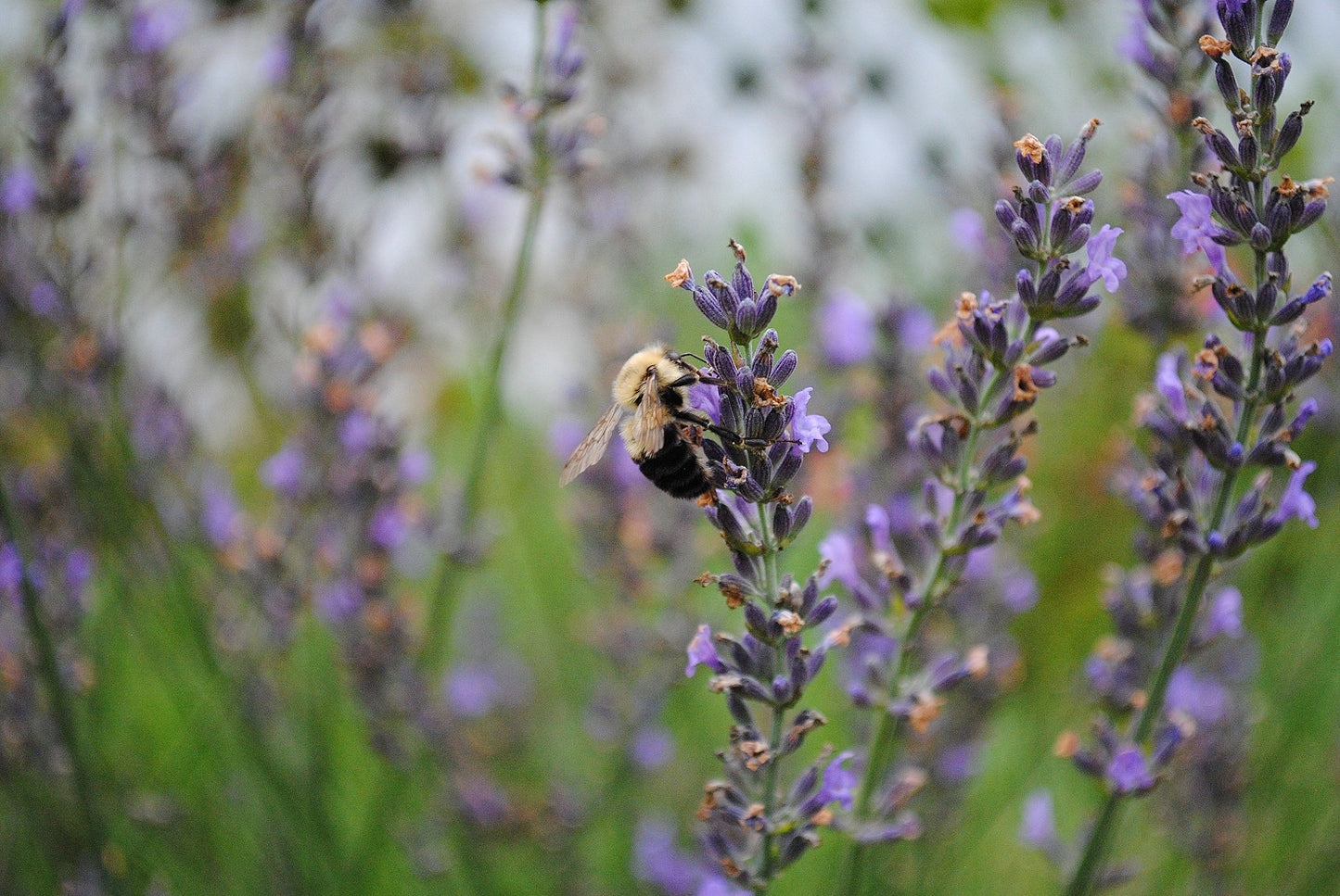 Lavender Common Seeds (Lavandula angustifolia)