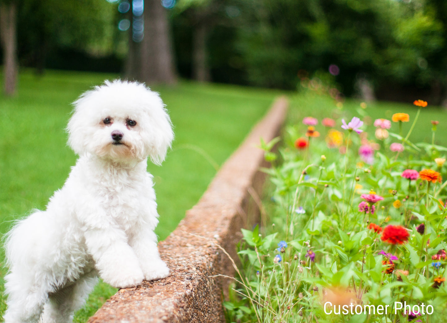 Pet Friendly Wildflower Seed Mix