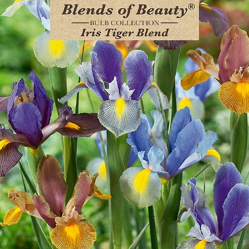 Value Bag - Tiger Iris Blend